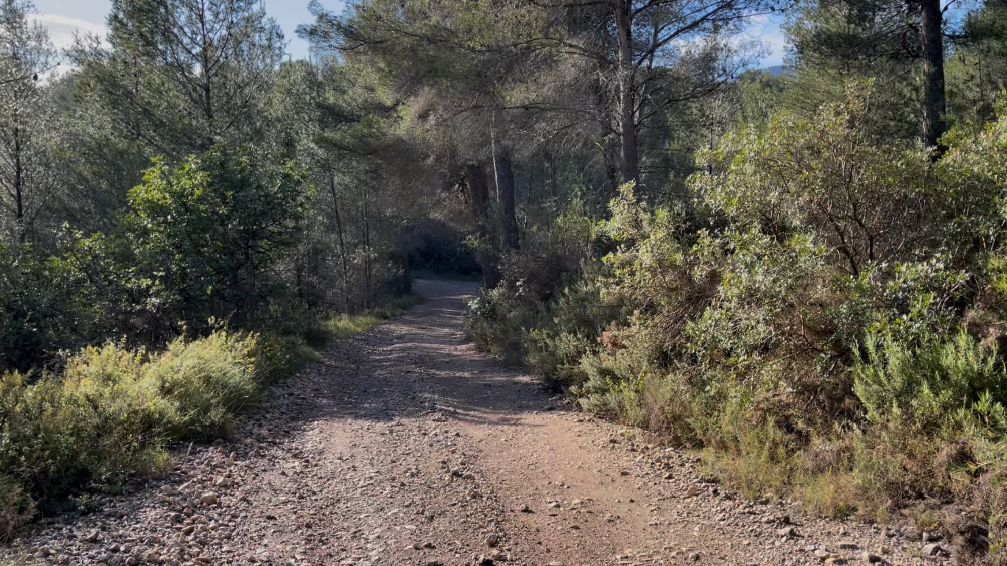 Forest trail