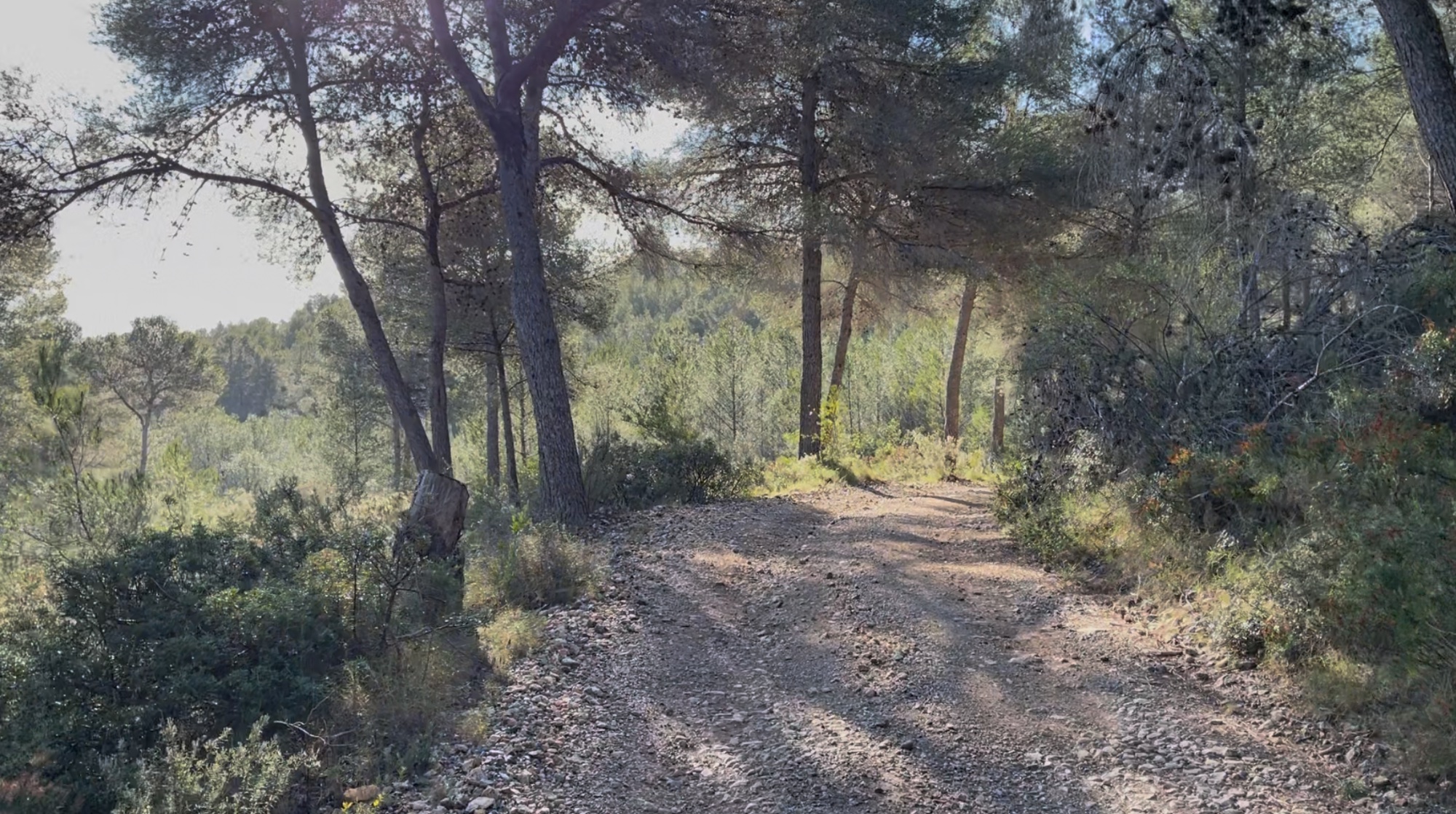 Morning walk forest trail